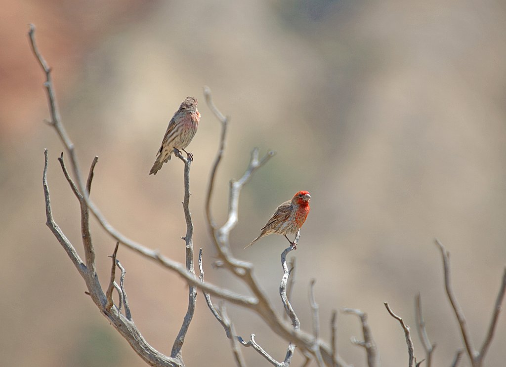 Finch, House, 2006-08143773 Ghost Ranch, NM.JPG - House Finch, Ghost Ranch New Mexico, 8-2006